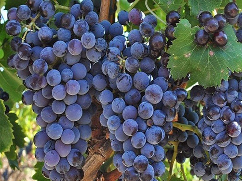 rượu vang ý ange primitivo salento puglia 18 độ