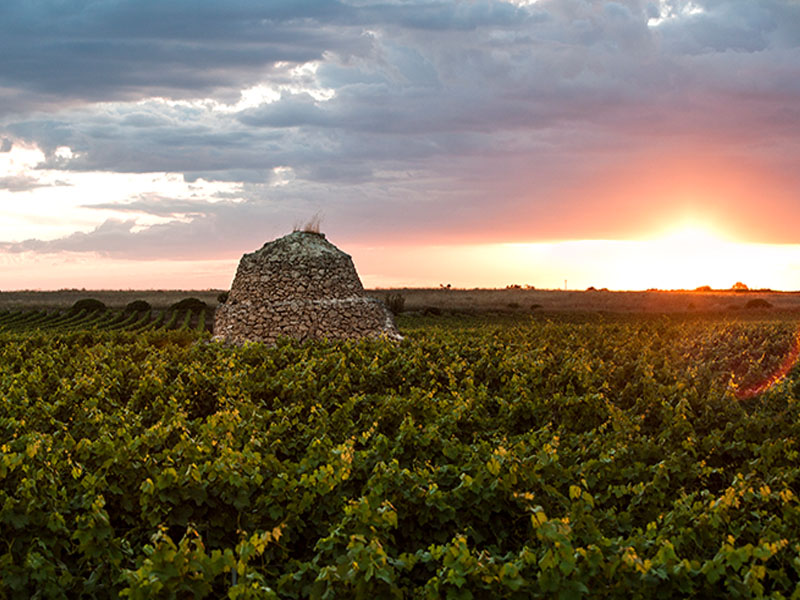 rượu vang ý aquila