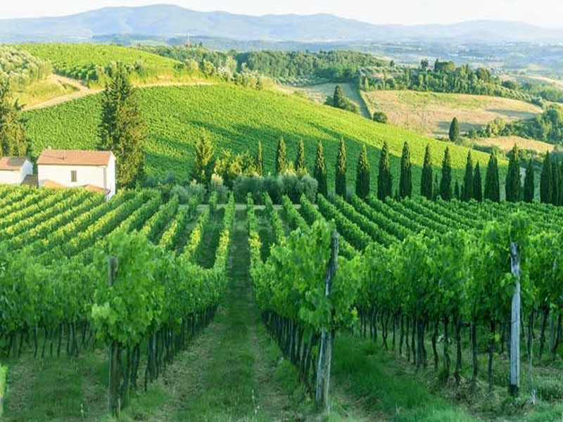 rượu vang ý castellare di castellina chianti classico 2021