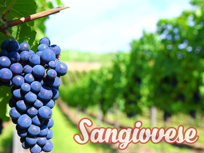 rượu vang ý castellare di castellina chianti classico 2021