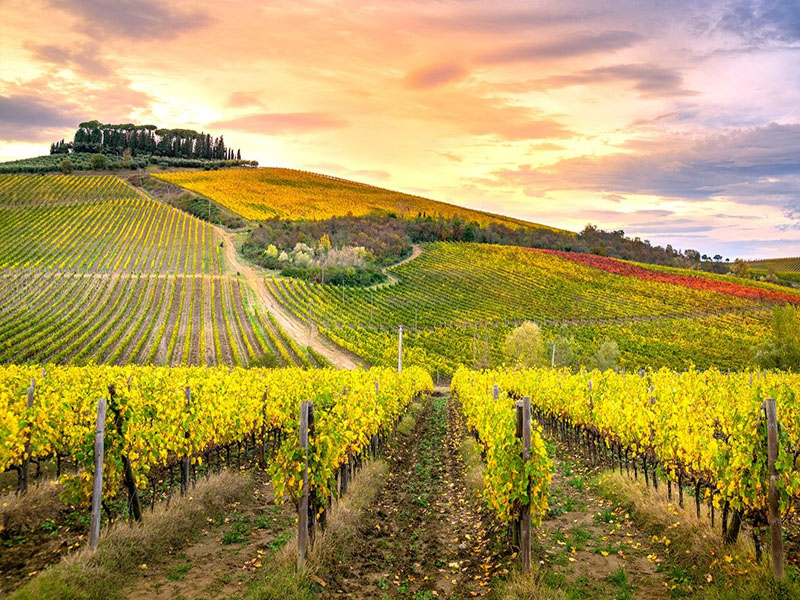 rượu vang ý castellare di castellina chianti classico 2022