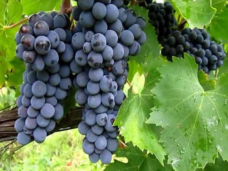 rượu vang ý castellare di castellina chianti classico 2022