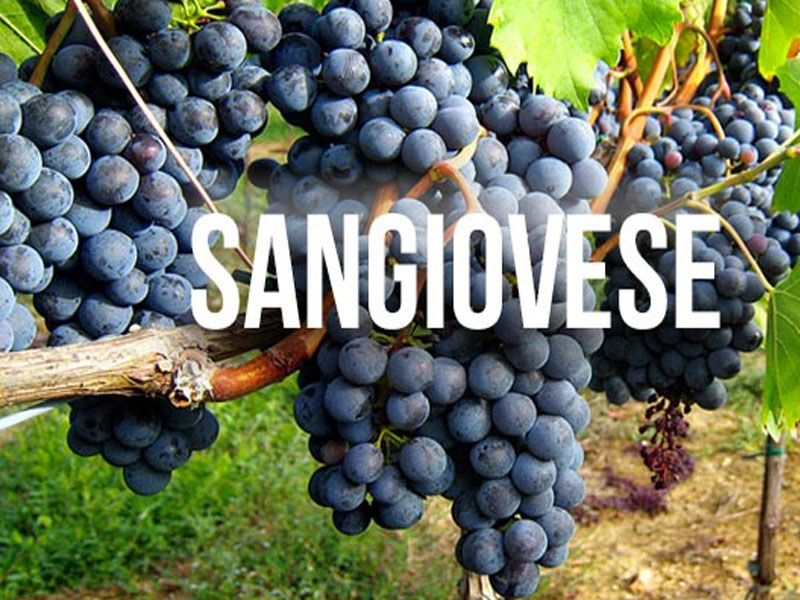 rượu vang ý castellare di castellina chianti classico riserva 2019