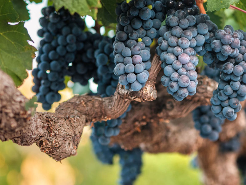 rượu vang ý castellare di castellina chianti classico riserva il poggiale 2019