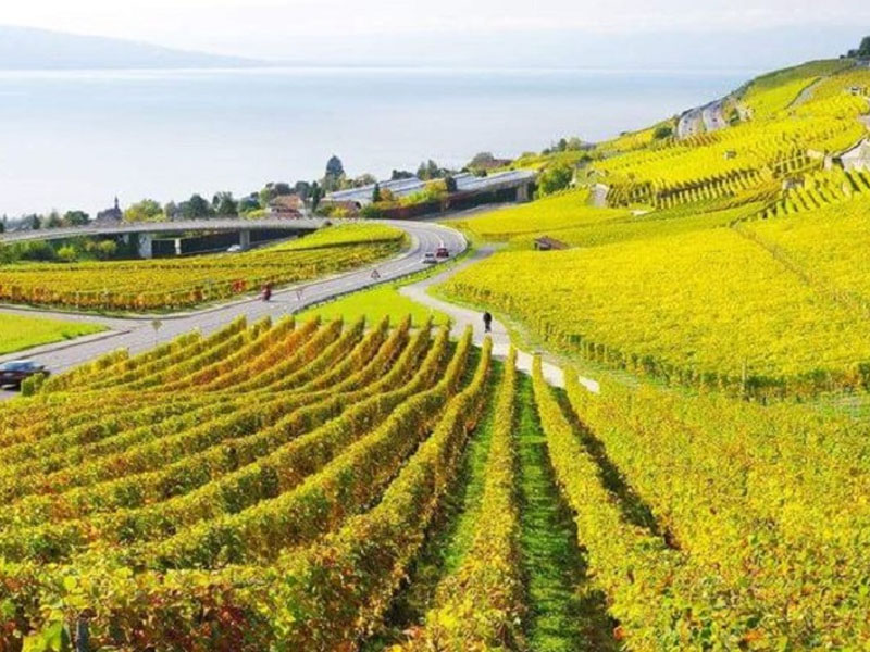 rượu vang ý castellare di castellina chianti classico riserva il poggiale 2019