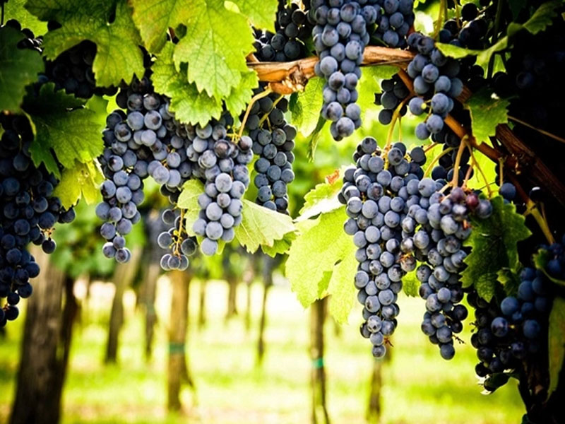 rượu vang ý castellare di castellina i sodi di s.nicolo 2018