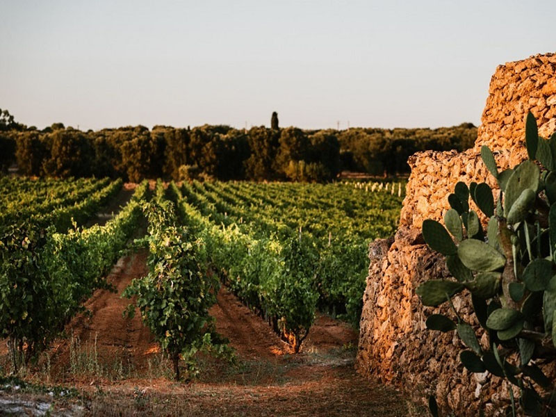 rượu vang ý f gold 24 karat limited edition