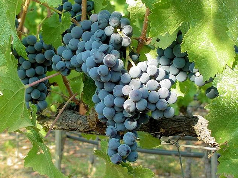 rượu vang ý f gold 24 karat limited edition