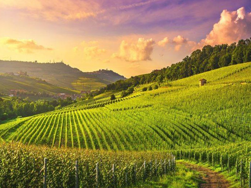 rượu vang ý papale linea oro primitivo