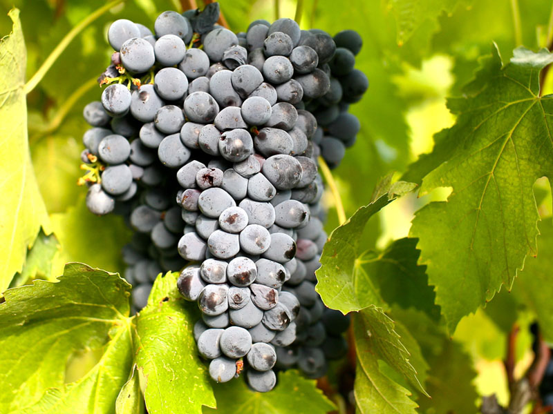 rượu vang ý papale linea oro primitivo