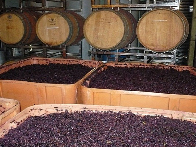 rượu vang ý papale linea oro primitivo