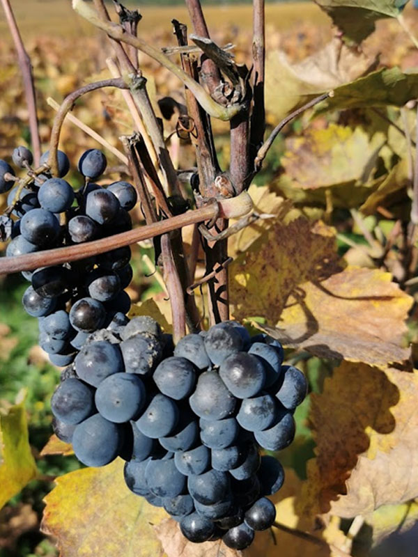 vang pháp domaine de la romanee conti