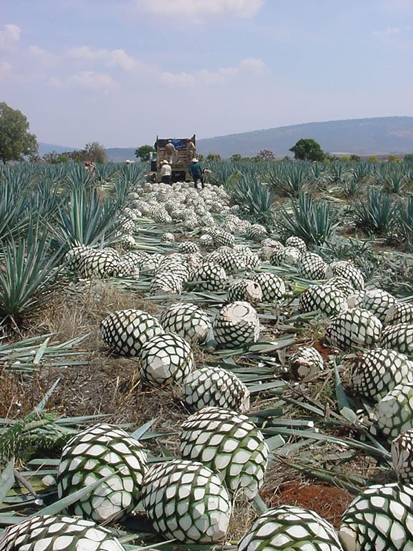 rượu tequila 1800 reposado