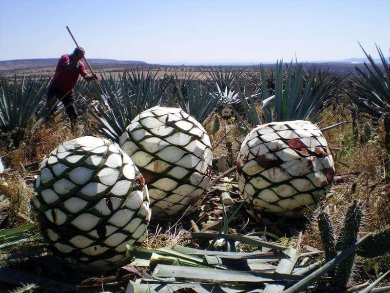 rượu tequila clase azul gold