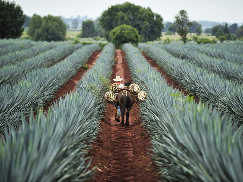 rượu tequila clase azul plata