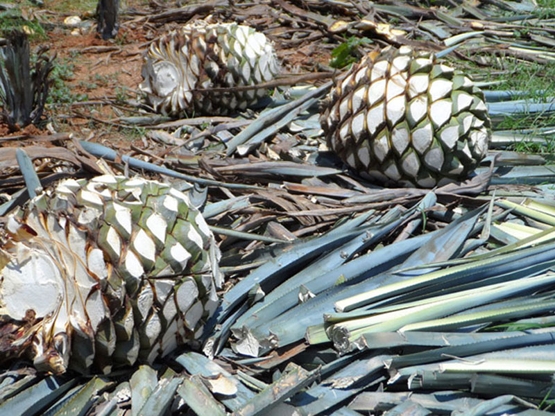 rượu tequila clase azul reposado
