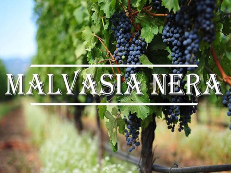 rượu vang m malvasia nera