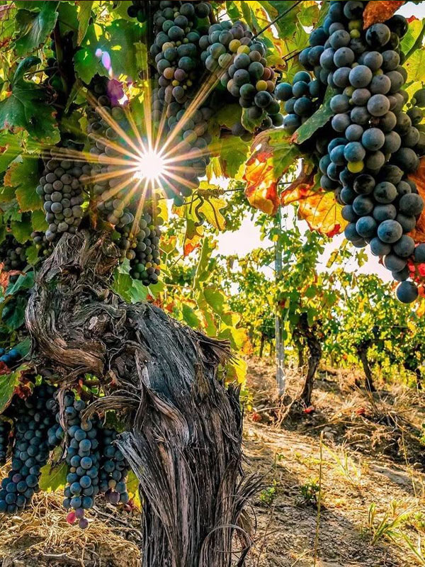 rượu vang latricières-chambertin grand cru