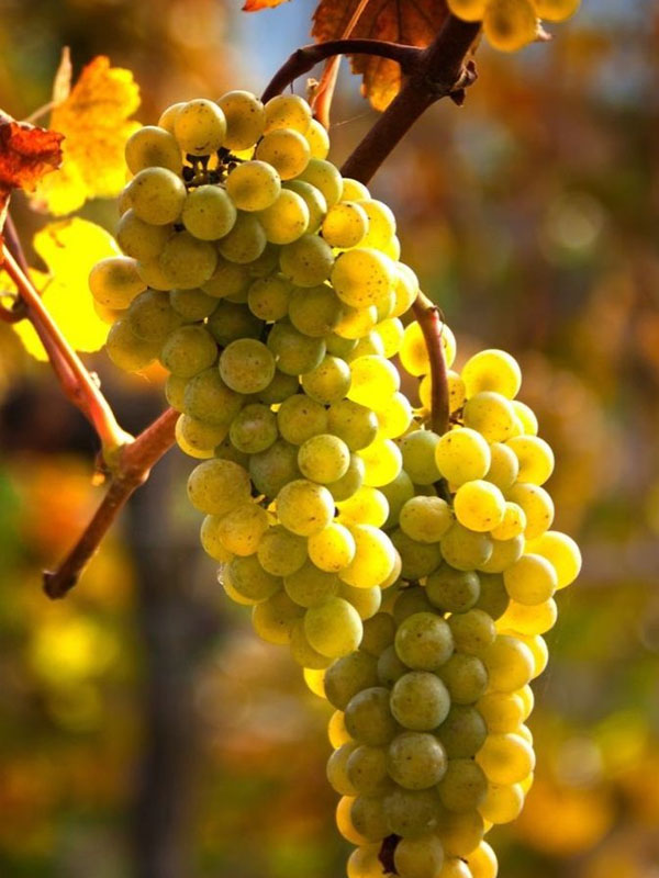 rượu vang mâcon-la-roche-vineuse "sur le fil"