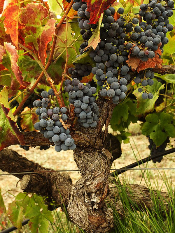 rượu vang seguin manuel clos de vougeot grand cru