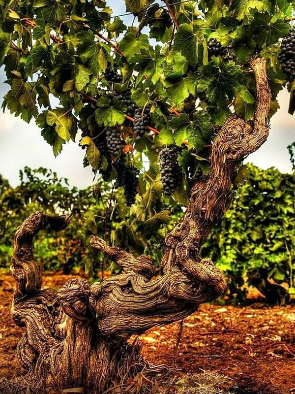 rượu vang seguin manuel echezeaux grand cru