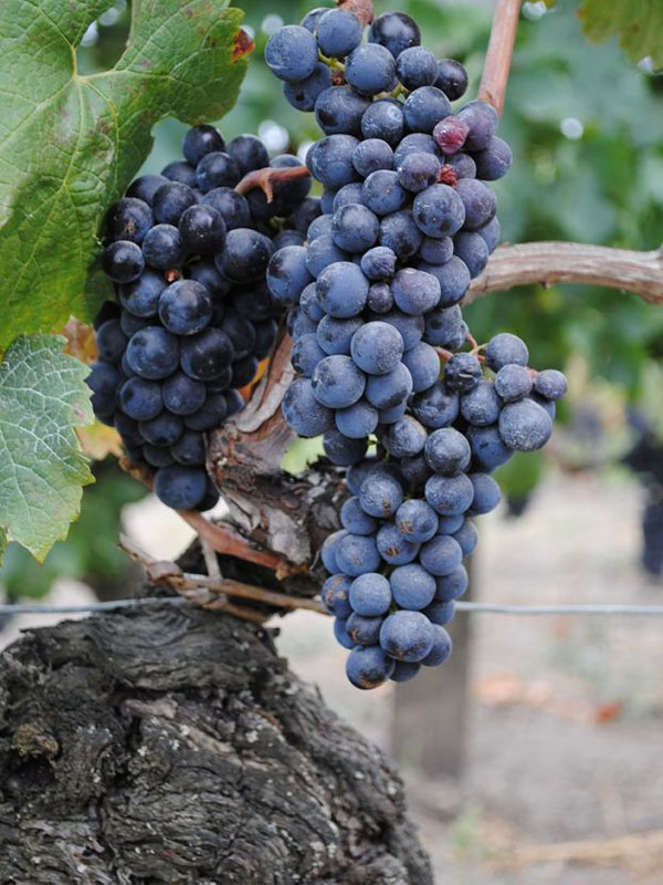 rượu vang seguin manuel nuit saint georges 1er cru les vaucrains 