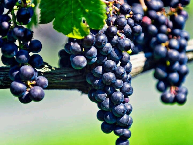 rượu vang seguin manuel pommard 1er cru "pézerolles"