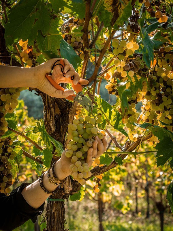 rượu vang seguin manuel rully vieilles vignes