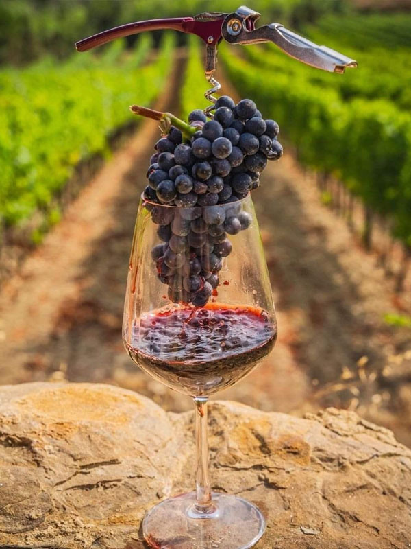 rượu vang seguin manuel volnay "vieilles vignes" rượu vang seguin manuel volnay "vieilles vignes"