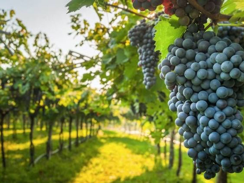 rượu vang seguin manuel vosne-romanee aux communes