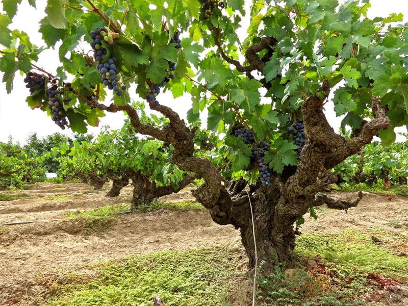 rượu vang úc family crest shiraz