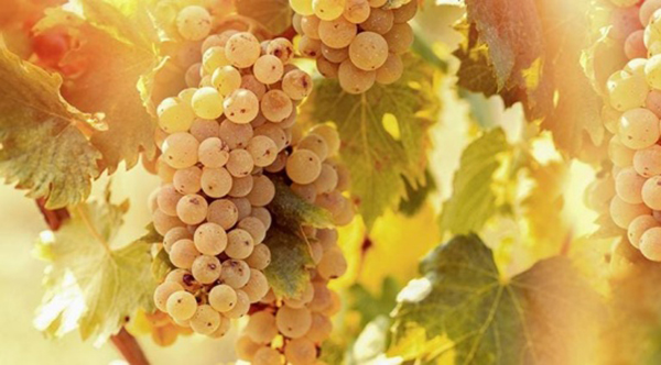 bí quyết thưởng thức riesling tinh tế nhất