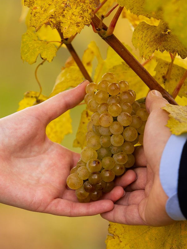 rượu vang seguin manuel pouilly-fuissé vieilles vignes