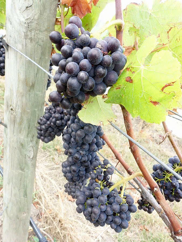 rượu vang 100k: đừng bỏ lỡ những chai tuyệt hảo