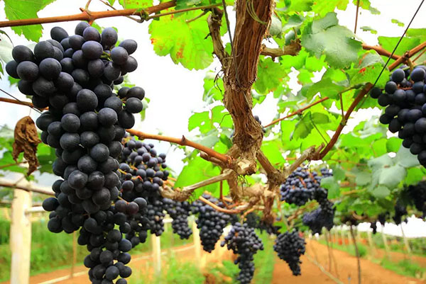 n83 limited: quà tặng sang trọng, độc đáo cho mọi dịp