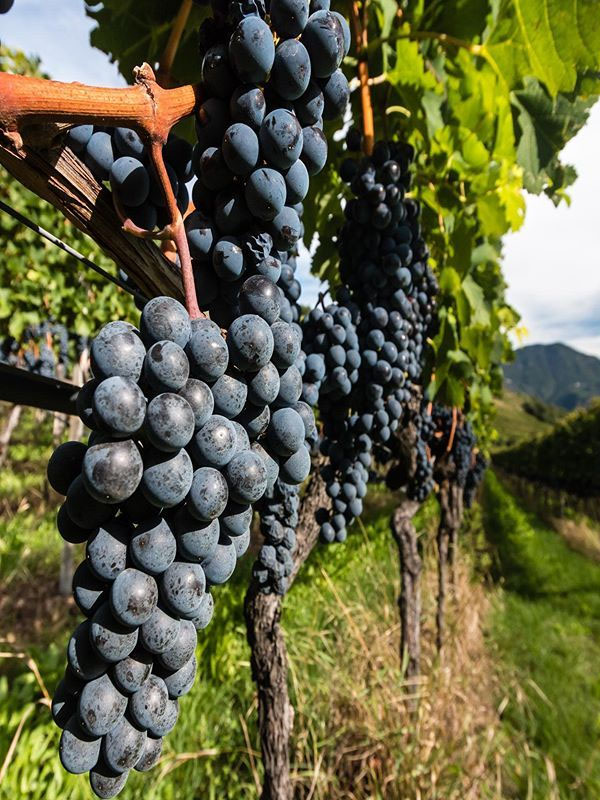 rượu vang zenko primitivo di manduria doc