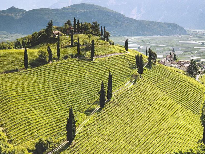 rượu vang billaud simon chablis premier cru mont de milieu