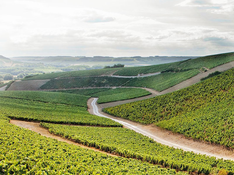 rượu vang billaud simon chablis tête d'or