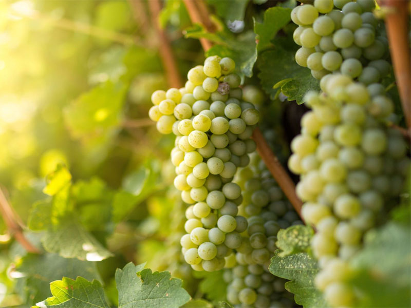 rượu vang wild willow sauvignon blanc