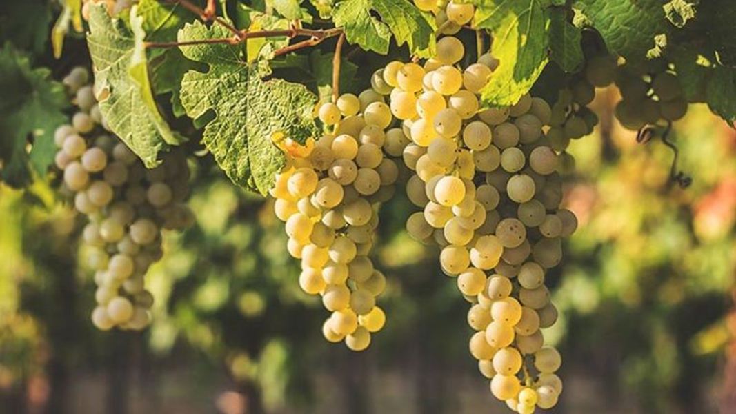 Vang trắng Pháp bình dân: Gu tinh tế không lo về giá
